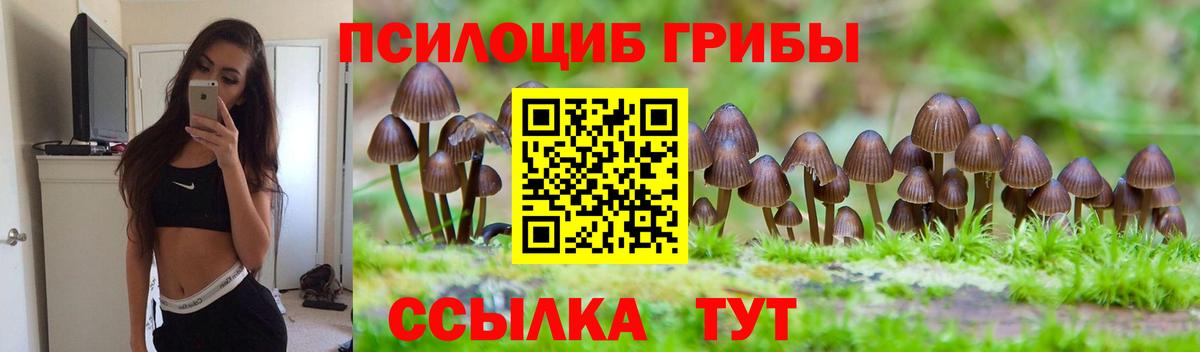 Галлюциногенные грибы Psilocybine cubensis Новозыбков